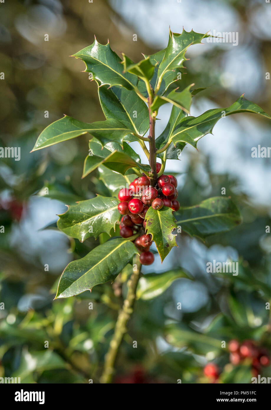 Stechpalme Beeren, Ilex aquifolium Stockfoto