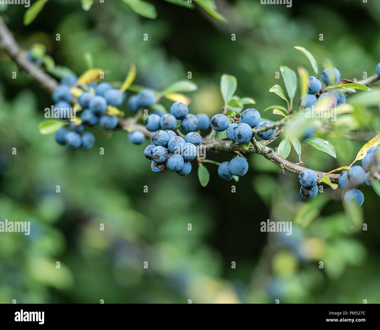 Prunus spinosa, Schlehe Beeren Stockfoto