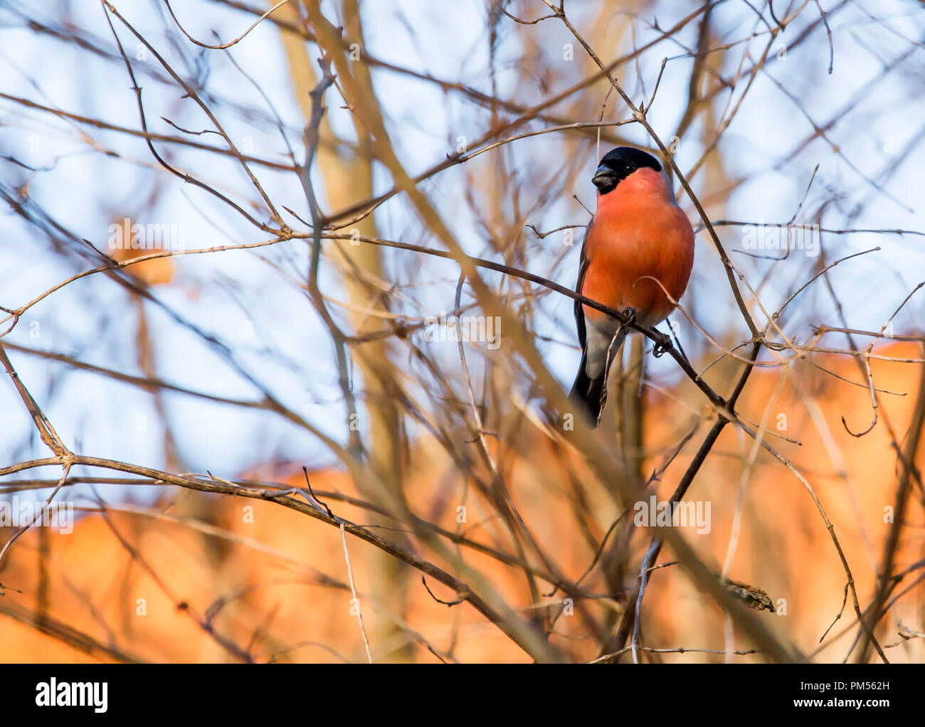 Dompfaff hocken, Pyrrhula pyrrhula, männlich, hocken auf einer hölzernen Zweig. Schweden. Stockfoto