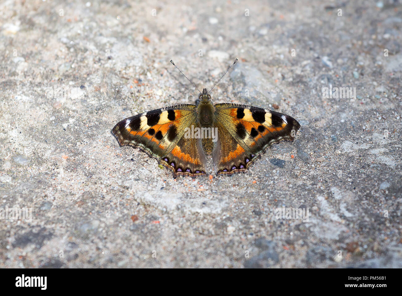Indische Schildpatt Schmetterling, Sikkim, Indien. Stockfoto
