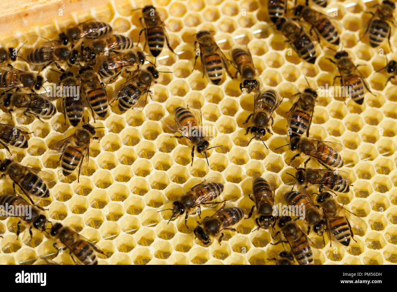 Die Bienen auf Wabe. Imkerei Konzept. Gesundes Essen. Stockfoto