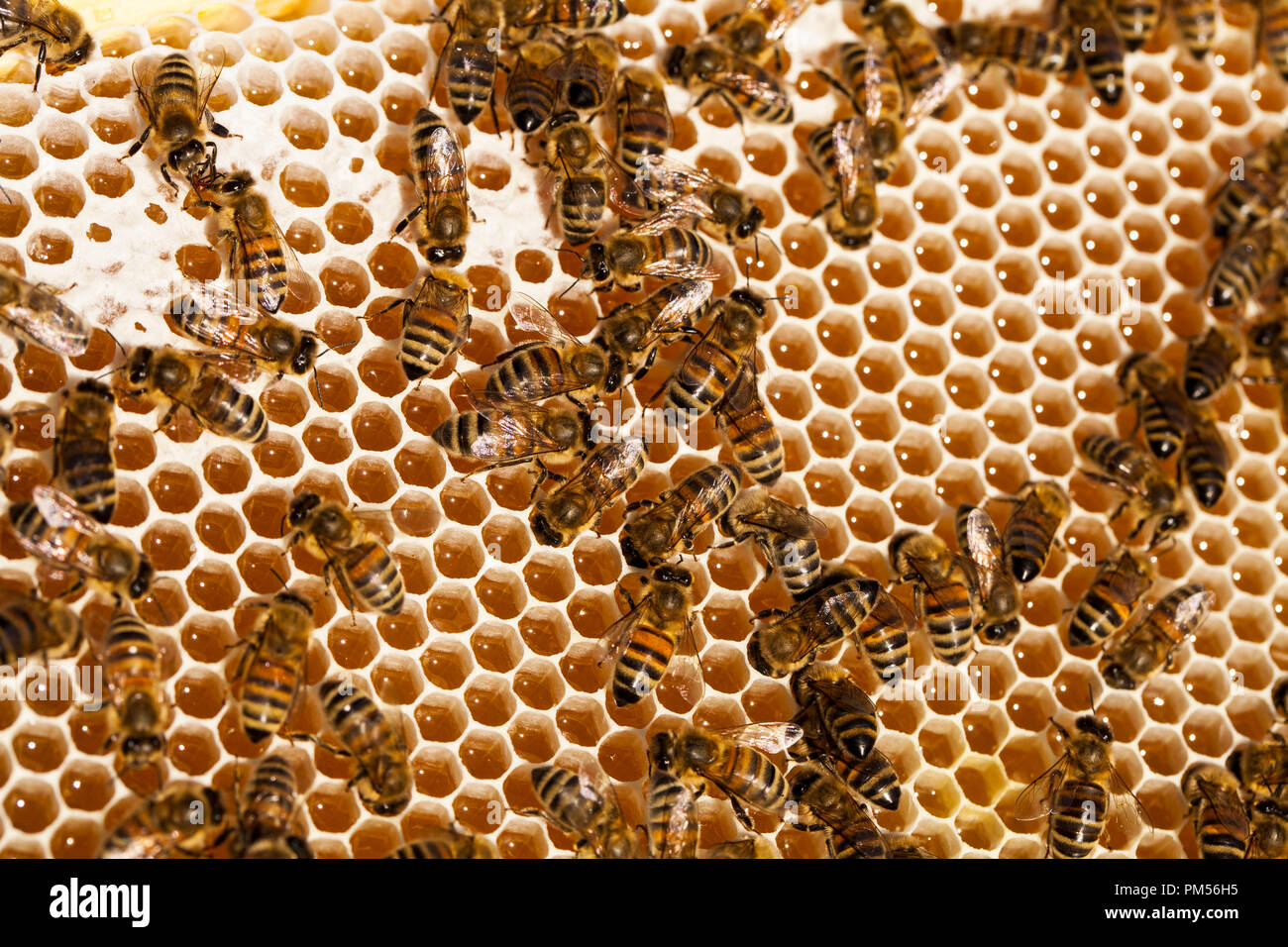 Die Bienen auf Wabe. Imkerei Konzept. Gesundes Essen. Stockfoto