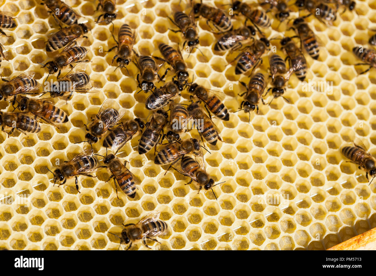 Die Bienen auf Wabe. Imkerei Konzept. Gesundes Essen. Stockfoto