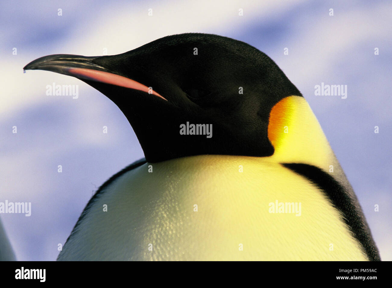 Film Still / Werbung noch von 'March der Pinguine' 2005 © 2005 National Geographic Datei Referenz # 30736224 THA nur für redaktionelle Verwendung - Alle Rechte vorbehalten Stockfoto