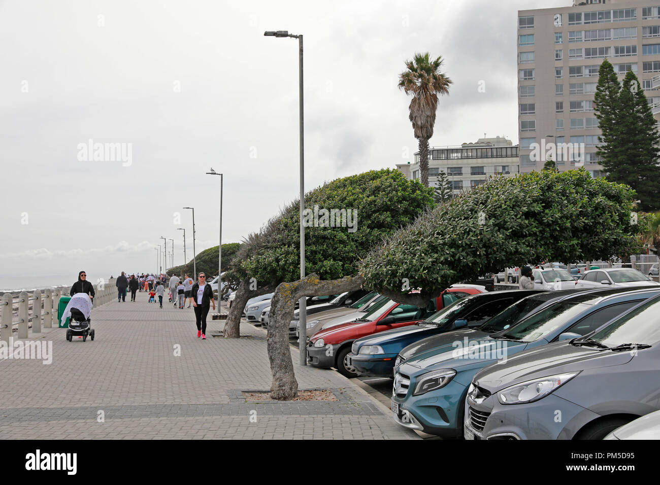 Die Sea Point Promenade mit der ikonischen Wind geformten Bäume, Kapstadt, Südafrika. Stockfoto