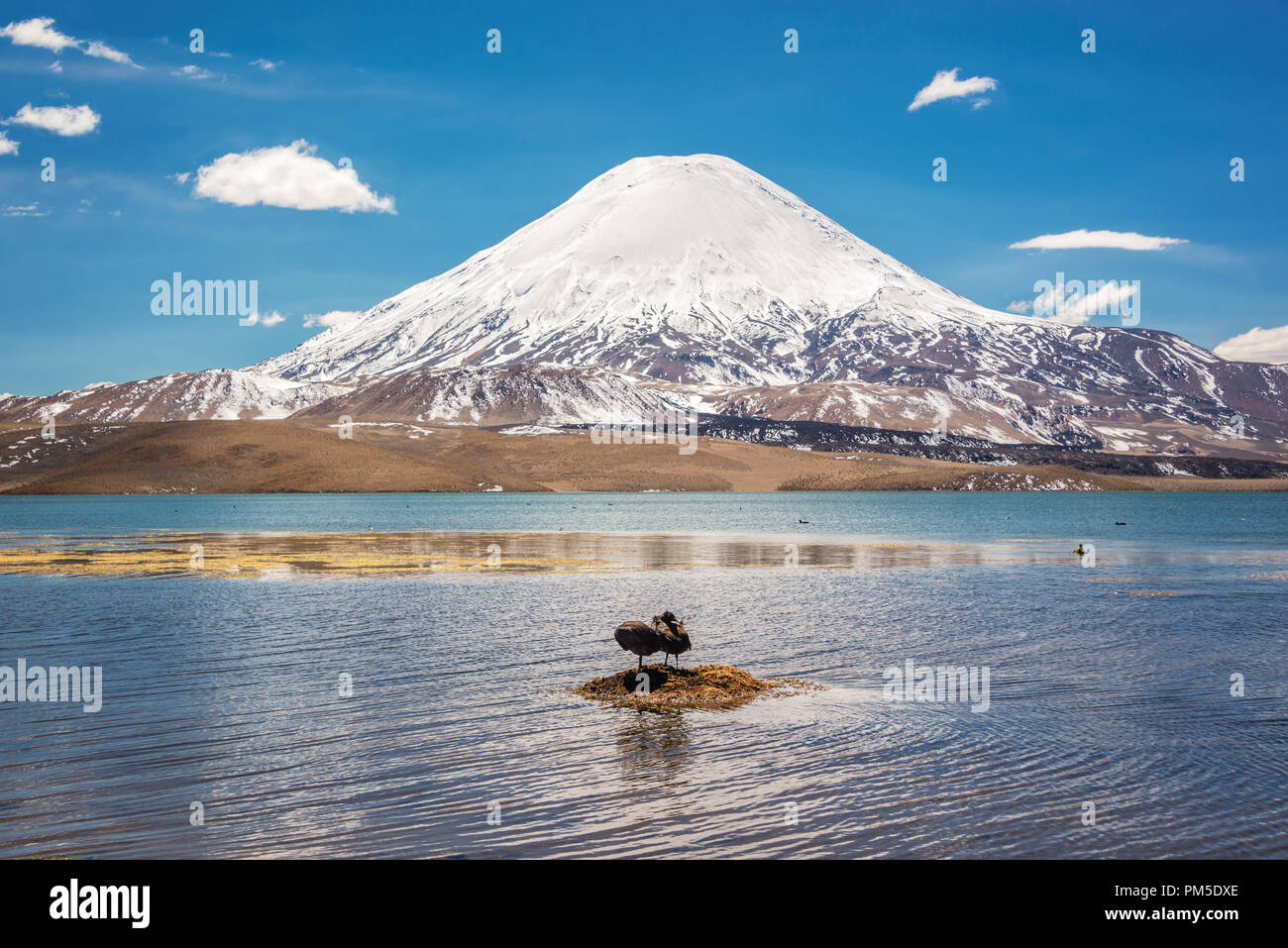 Andengemeinschaft Blässhühner auf chungara See, Parinacota Vulkan, Chile Stockfoto