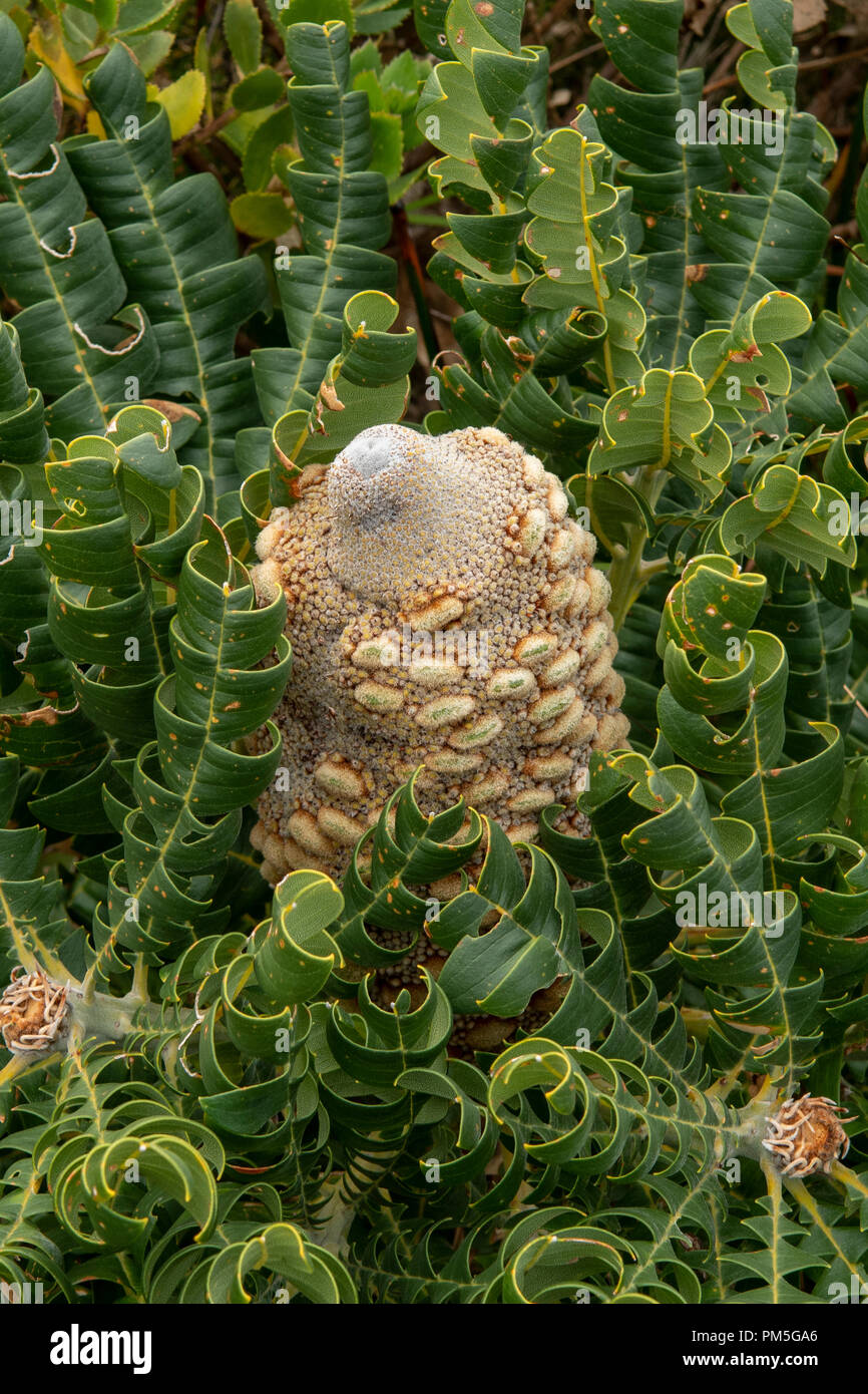 Banksia Grandis, Banksia Bull Stockfoto