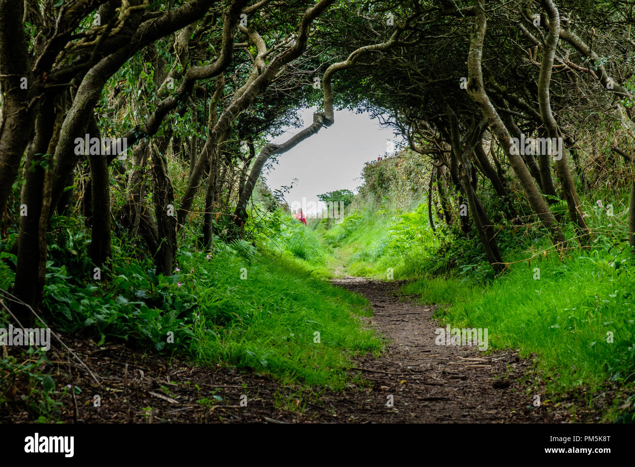 Der Fußweg durch die Hecken zwischen St David's und St nicht, St David's, Pembrokeshire, Wales Stockfoto
