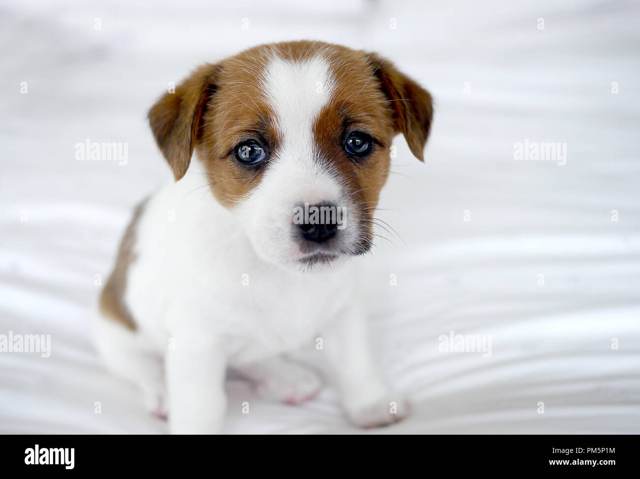 Süße Jack Russel Terrier Welpen Stockfoto