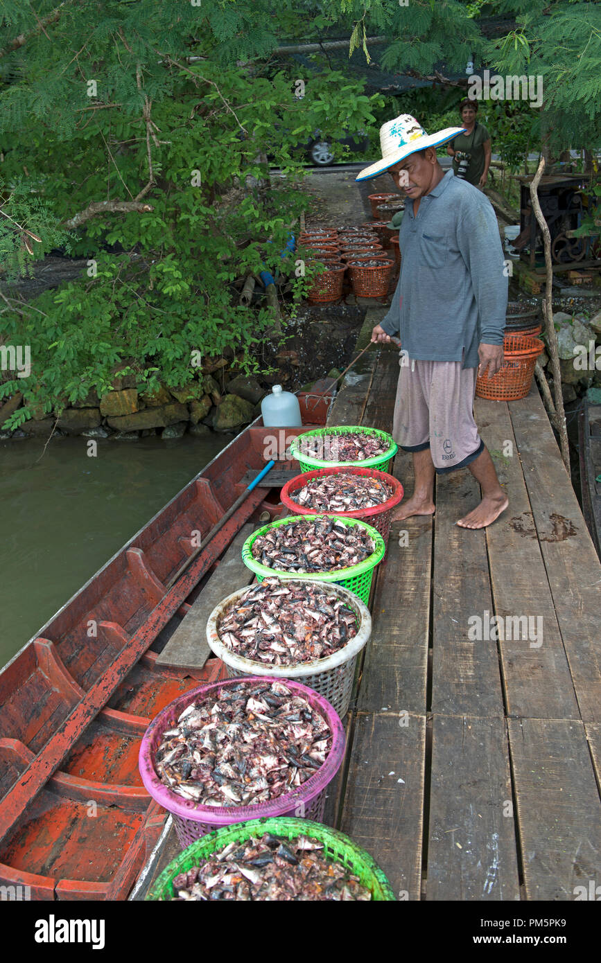 Abfälle von Fischen zu Mehl für das Tier bestimmt, Songkhla, Thailand und Koh Yo feed Stockfoto