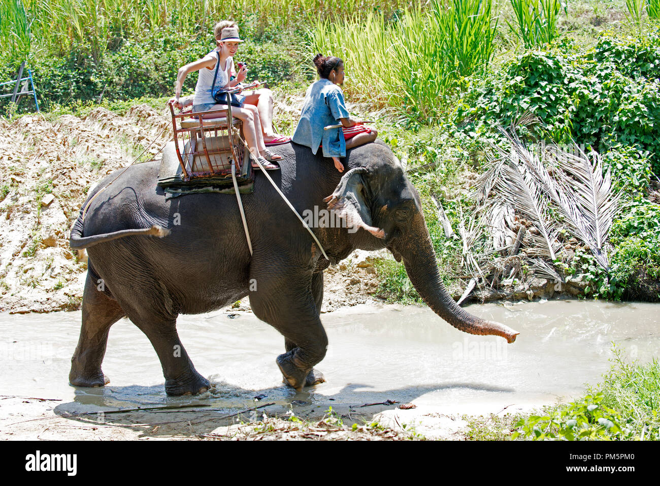 Thailand, Koh Samui; Elefant (Elephas maximus) mit tourrists für einen kleinen Ausflug in den Dschungel Stockfoto