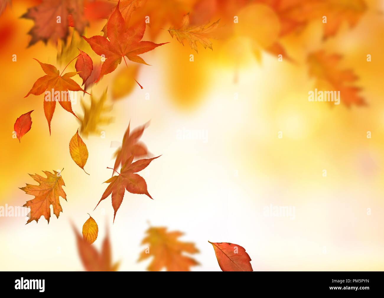 Die bunten Wälder Herbst Baum Blätter Hintergrund. Stockfoto