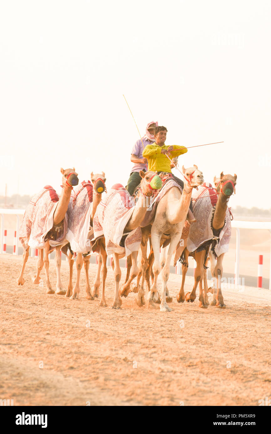 Camel Riders üben Rennen auf der Rennstrecke in Al Dhafra, Abu Dhabi. Stockfoto
