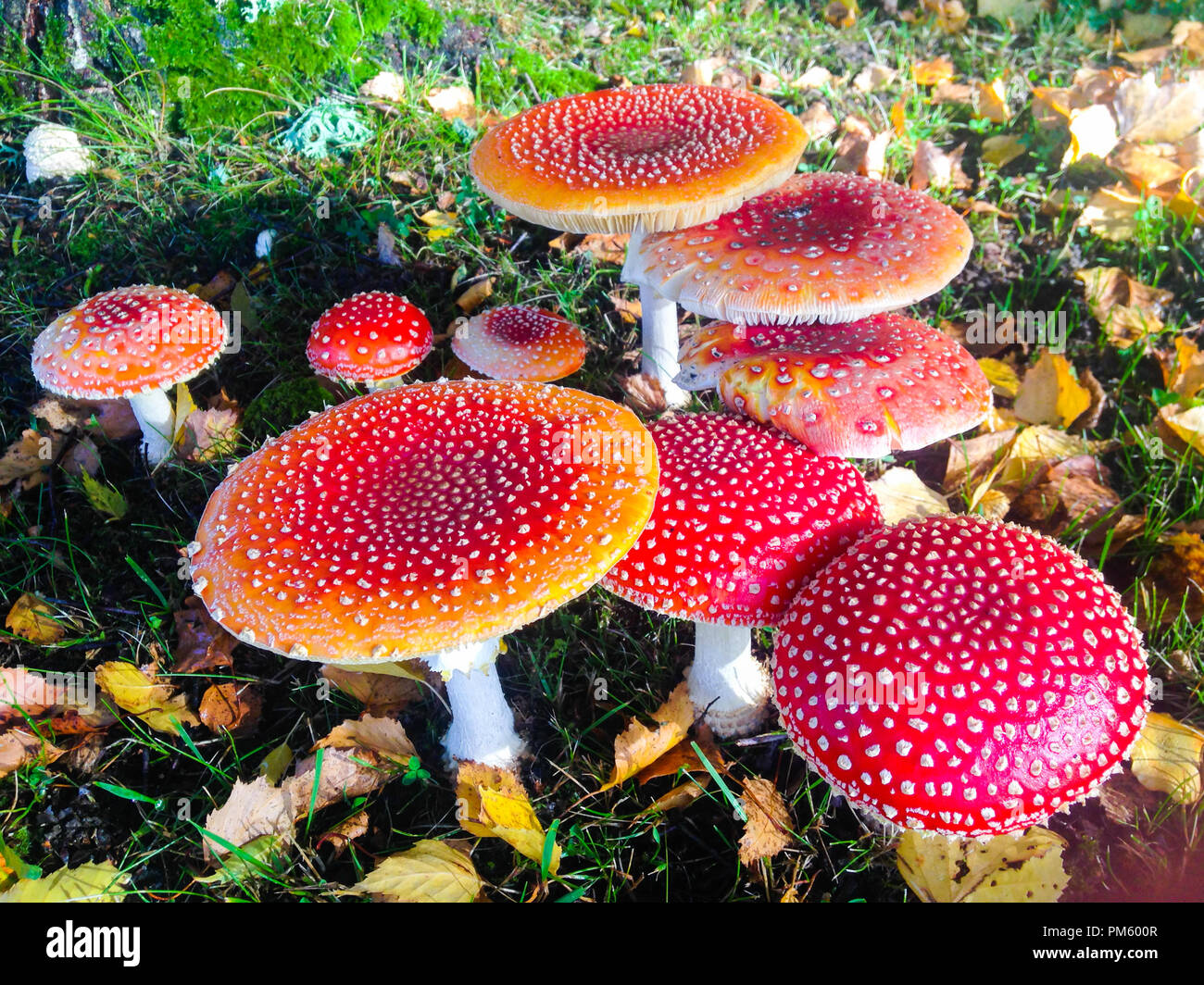Pilzgarten Fotos und Bildmaterial in hoher Auflösung Alamy