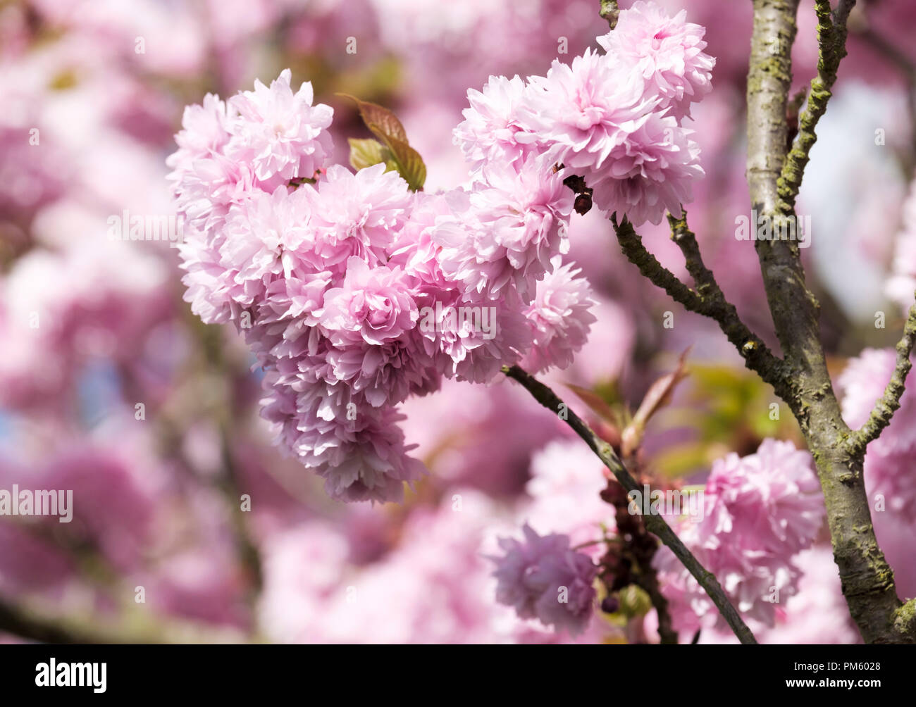 Japanese flowering cherry' Asano', Prunus 'Asano', blühenden Baum, rosa Blüten, Doppelt rosa Prunus, double Pink Cherry Blossom. Stockfoto