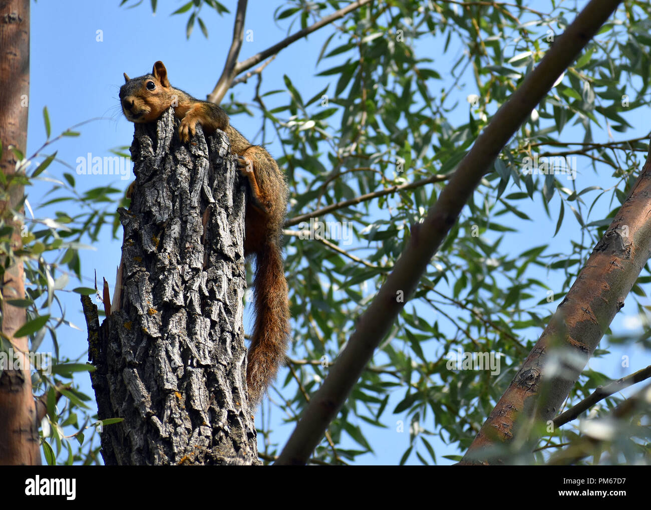 Low Angle View von Eichhörnchen auf einem Baumstumpf vor blauem Himmel und Ästen thront Stockfoto