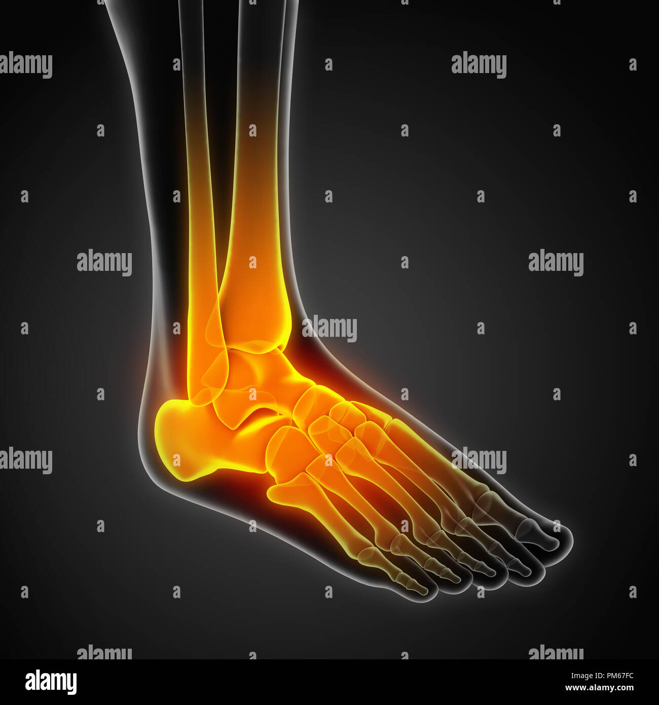 Menschlichen Fuß Anatomie Illustration Stockfoto