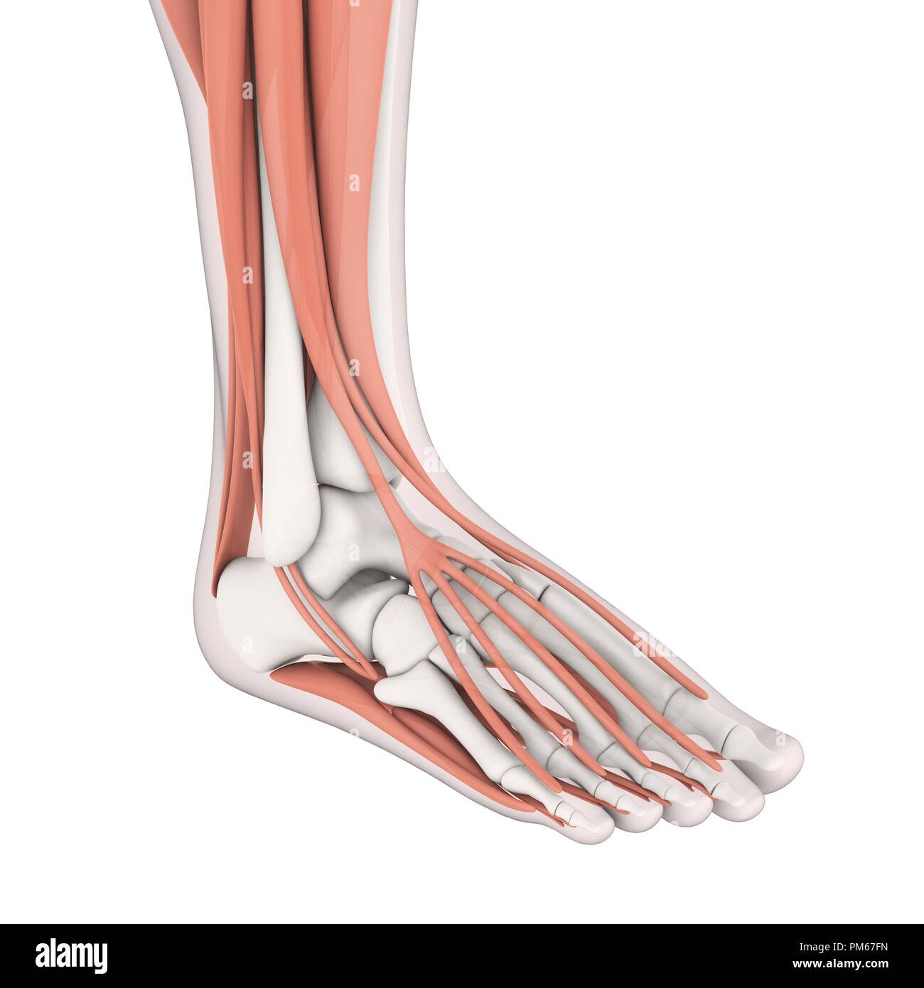Menschlichen Fuß Muskeln Anatomie Stockfoto