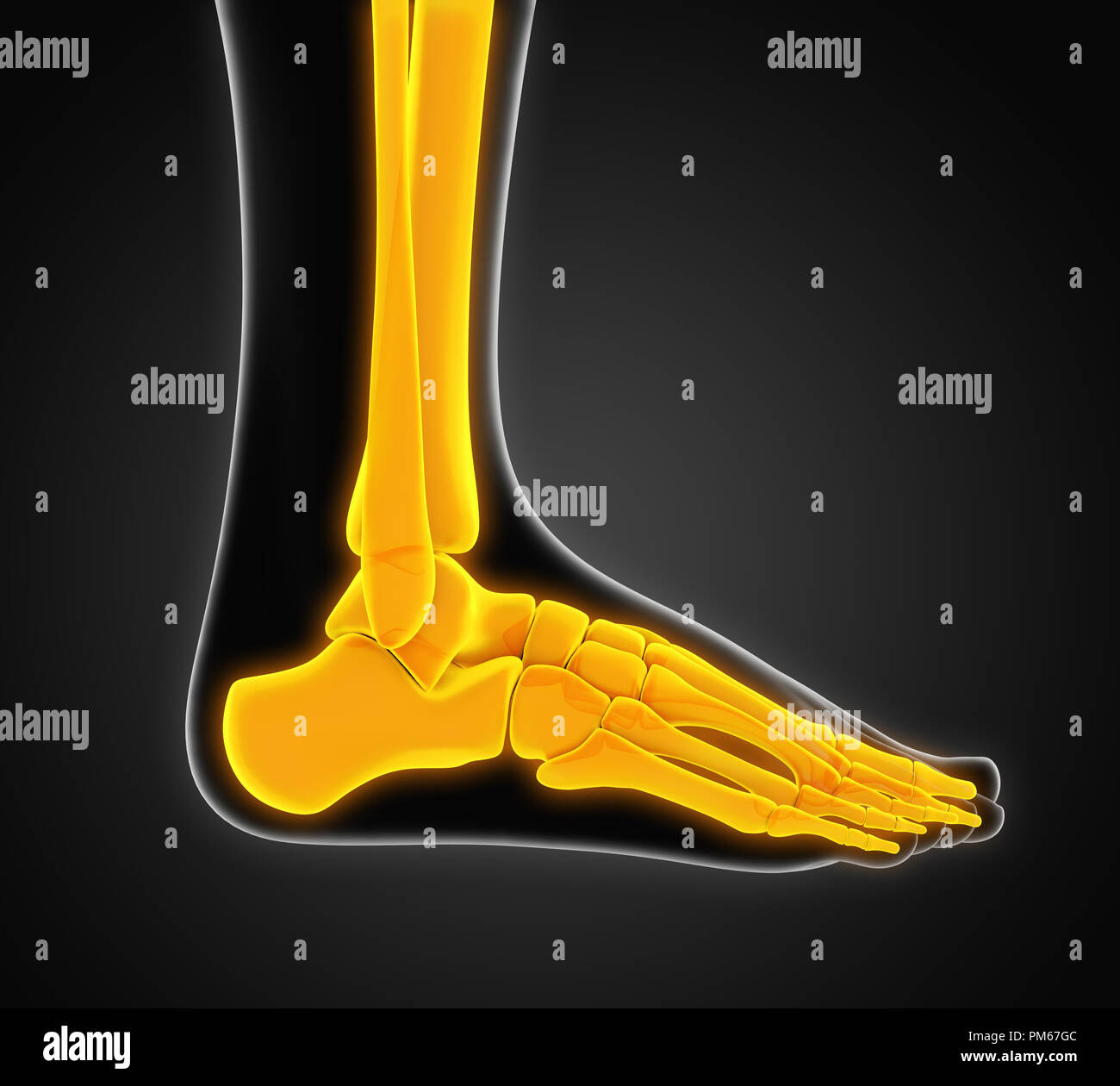 Menschlichen Fuß Anatomie Illustration Stockfoto