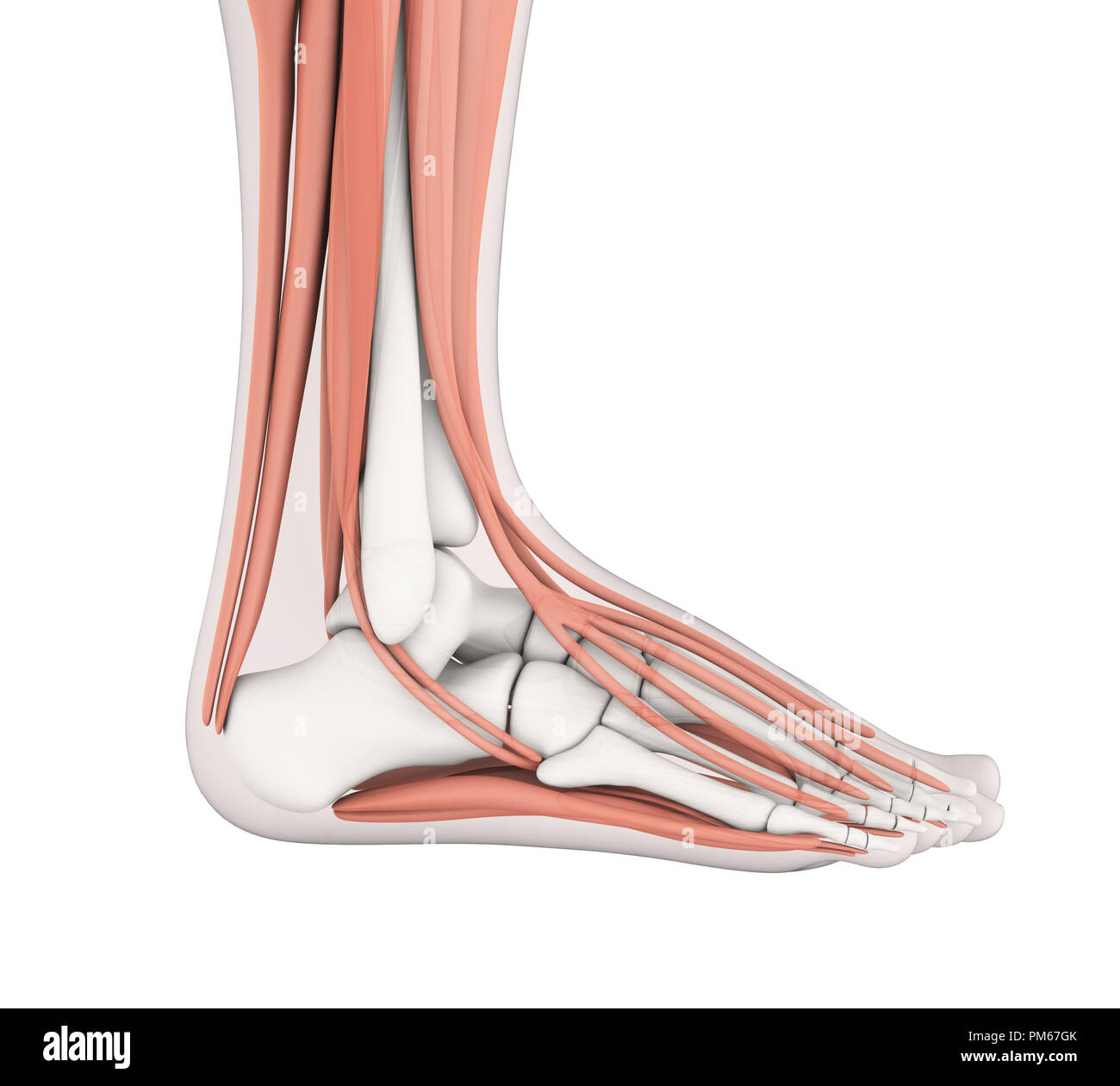 Menschlichen Fuß Muskeln Anatomie Stockfoto