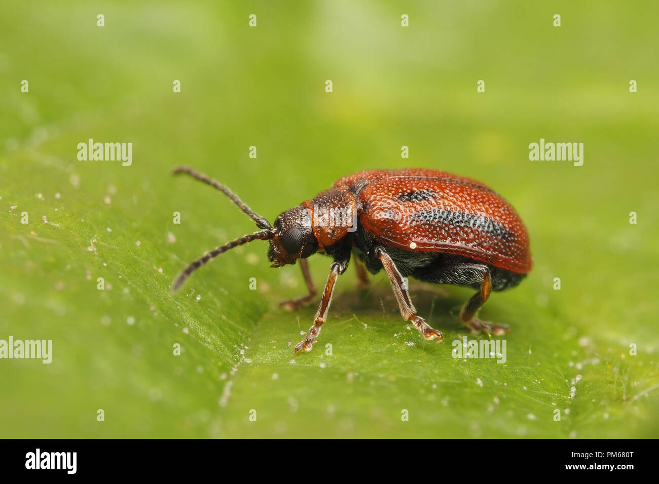 Weißdorn Blatt Käfer (Lochmaea crataegi) Weißdorn-Blätter. Tipperary, Irland Stockfoto