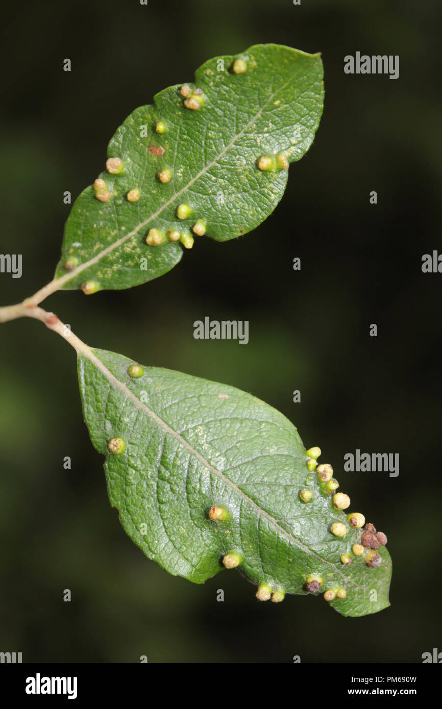 Galle auf gelbliche Blätter von Eriophyes tetanothorax - ein Scherflein verursacht Stockfoto