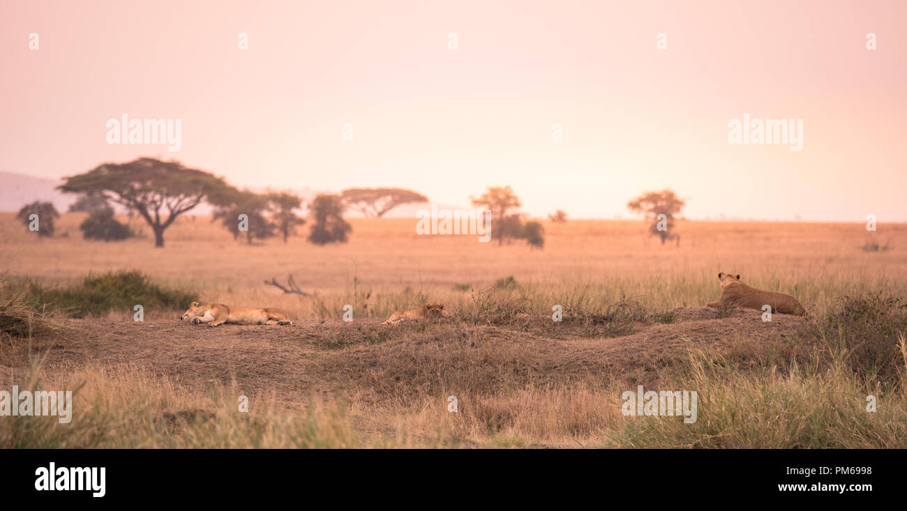 Afrikanische Löwen (Panthera leo) auf einem Hügel in Tansanias Savanne bei Sonnenuntergang - Serengeti National Park, Safari in Tansania Stockfoto