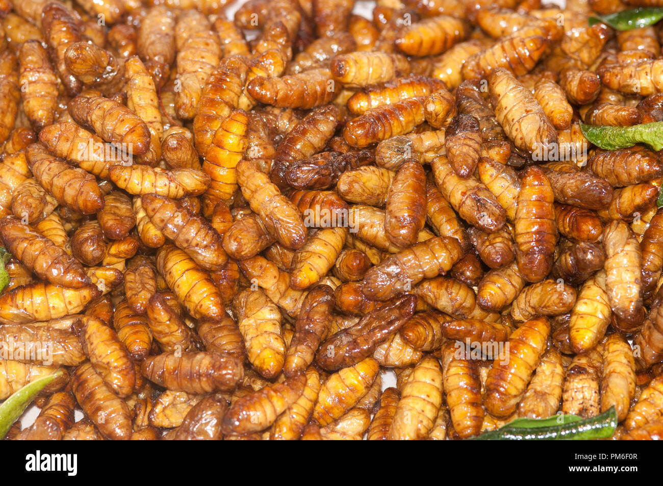 Thailand - Essen - Puppe von Bombyx mori-Larven der silkworm Stockfoto