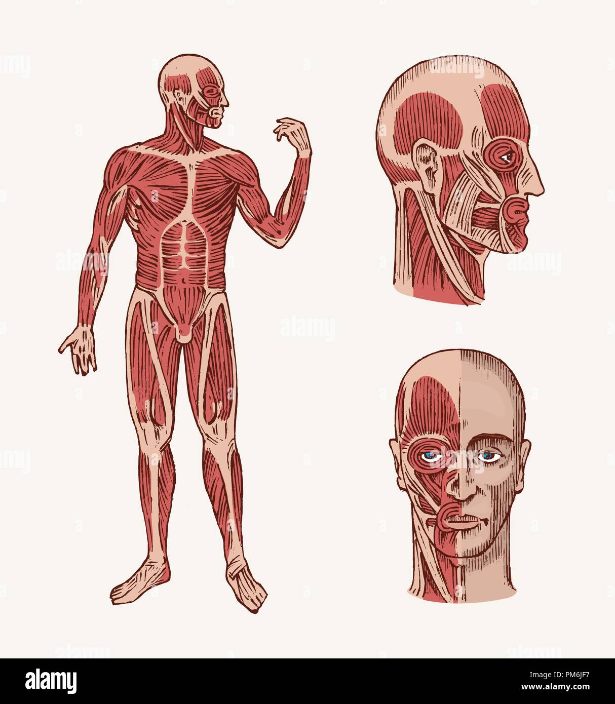 Die menschliche Anatomie. Muskel und Knochen des Kopfes. Medizinische Vector Illustration für Wissenschaft, Medizin und Biologie. Männliche Gesicht eingraviert Hand gezeichnet alte Schwarzweiß Vintage Skizze. Vorder- und Seitenansicht. Stock Vektor