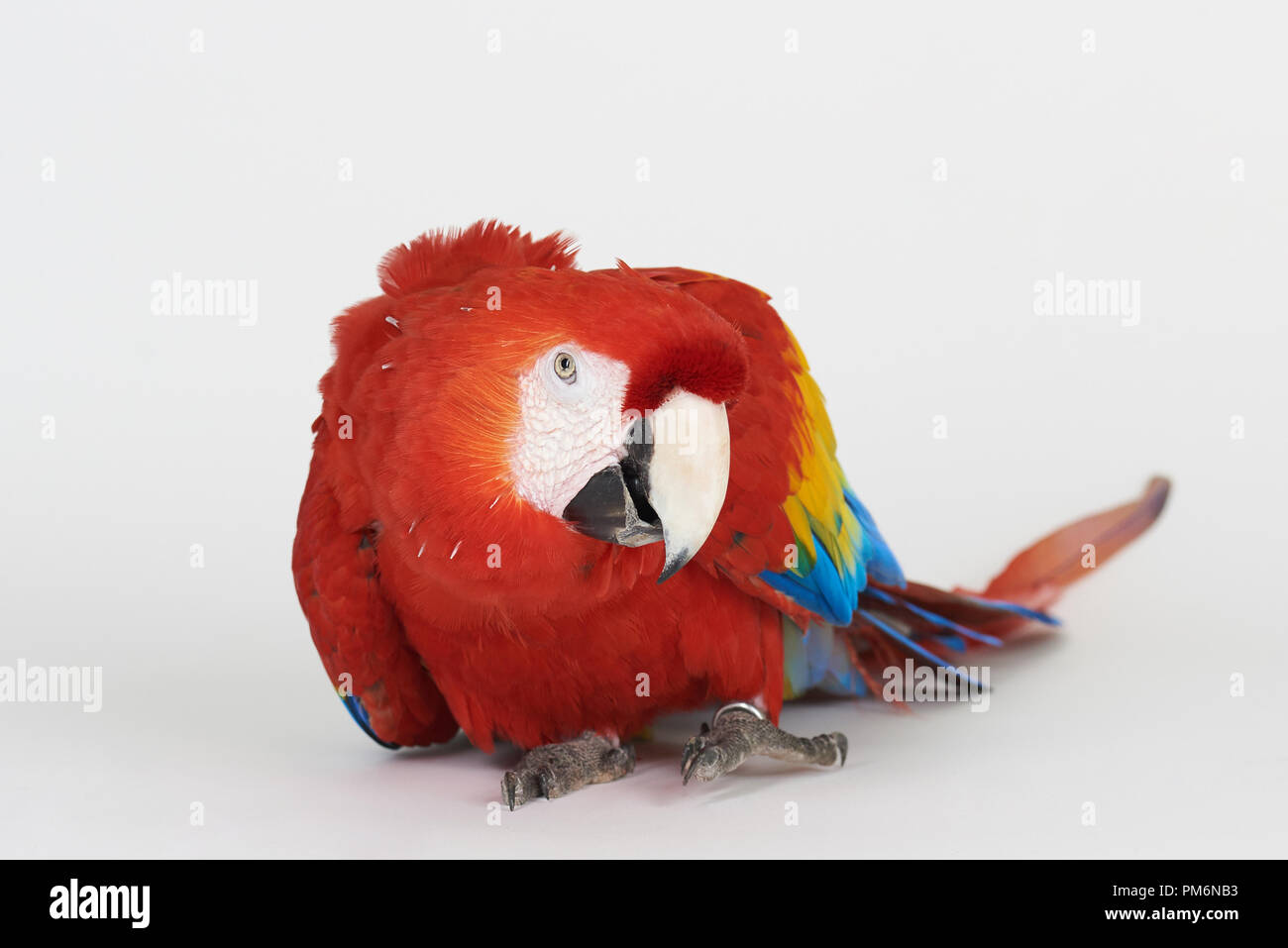 Reine ara Papagei sitzen auf weißem Studiohintergrund Stockfoto