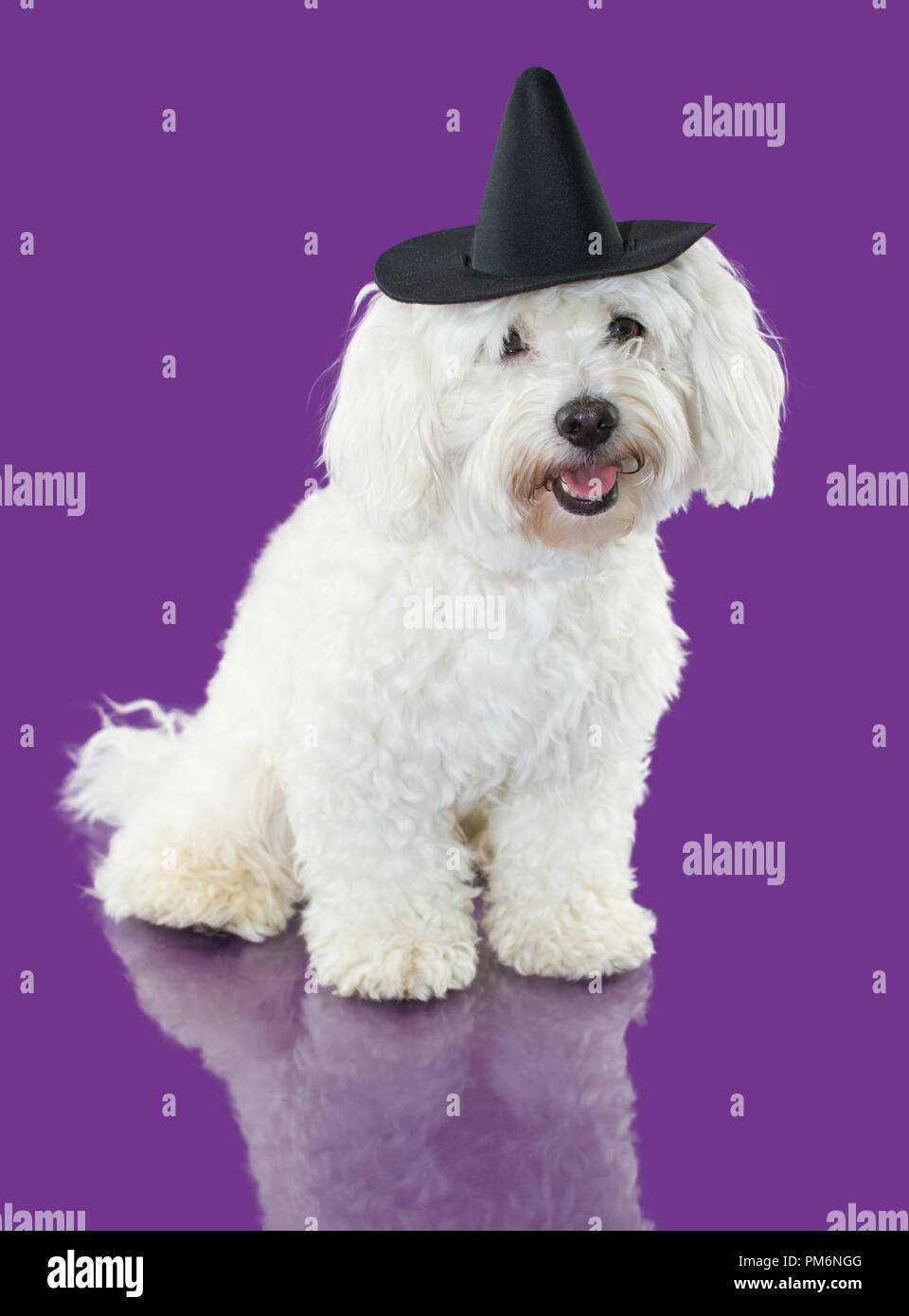 Maltesische BICHON Hund das Tragen eines Assistenten oder HEXENHUT KOSTÜM HALLOWEEN SAISON. ULTRA violett gefärbten Hintergrund. Stockfoto