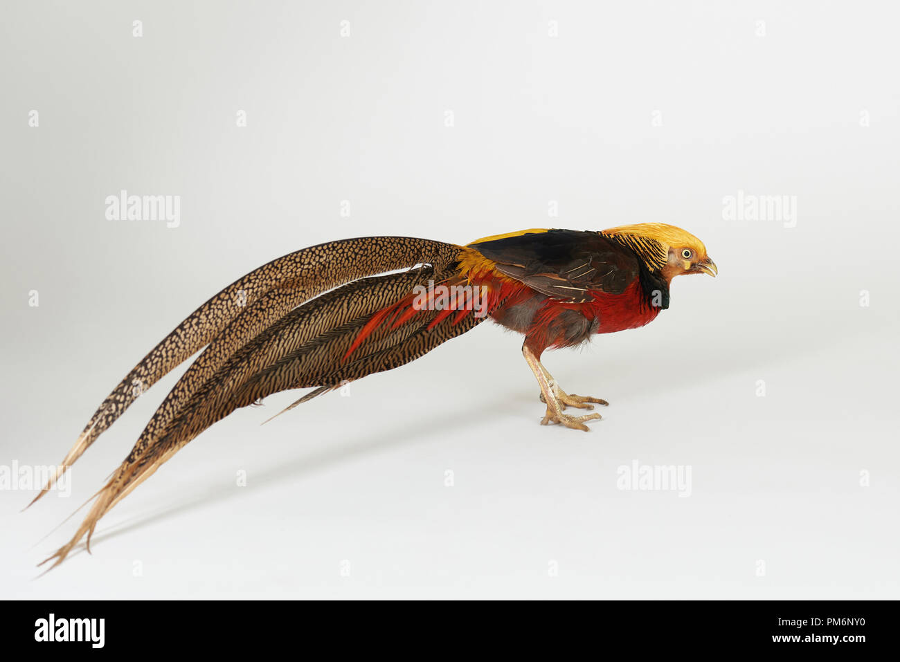 Farbenfrohe Fasan Vogel auf weiße studio Hintergrund isoliert Stockfoto
