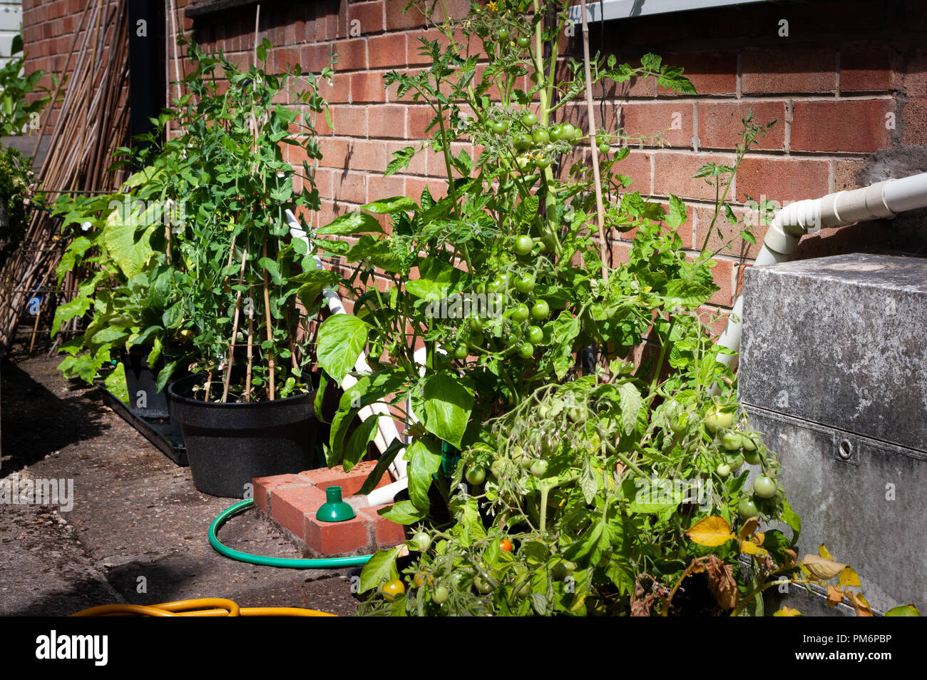 Wachsende Tomaten, Erbsen, sugarsnap, Paprika, Peperoni, Auberginen und Gurken in Container neben dem Haus. Stockfoto