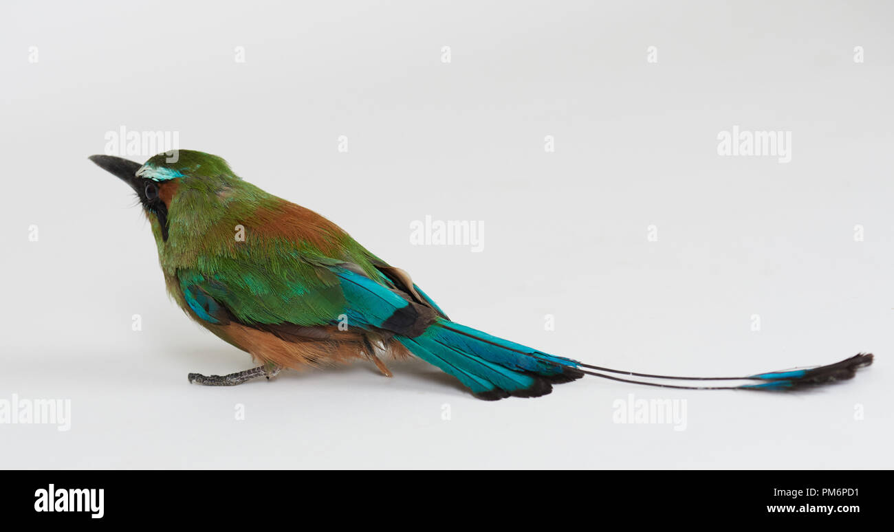 Grünen tropischen Vogel mit einem langen Geschichte auf weiße studio Hintergrund isoliert Stockfoto