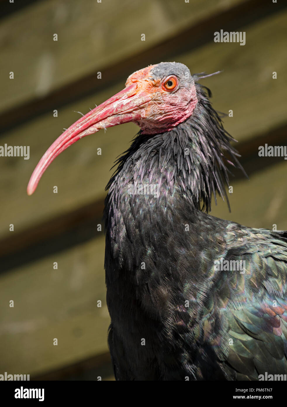 Northern bald Ibis (auch als Waldrapp ibis bekannt) Stockfoto