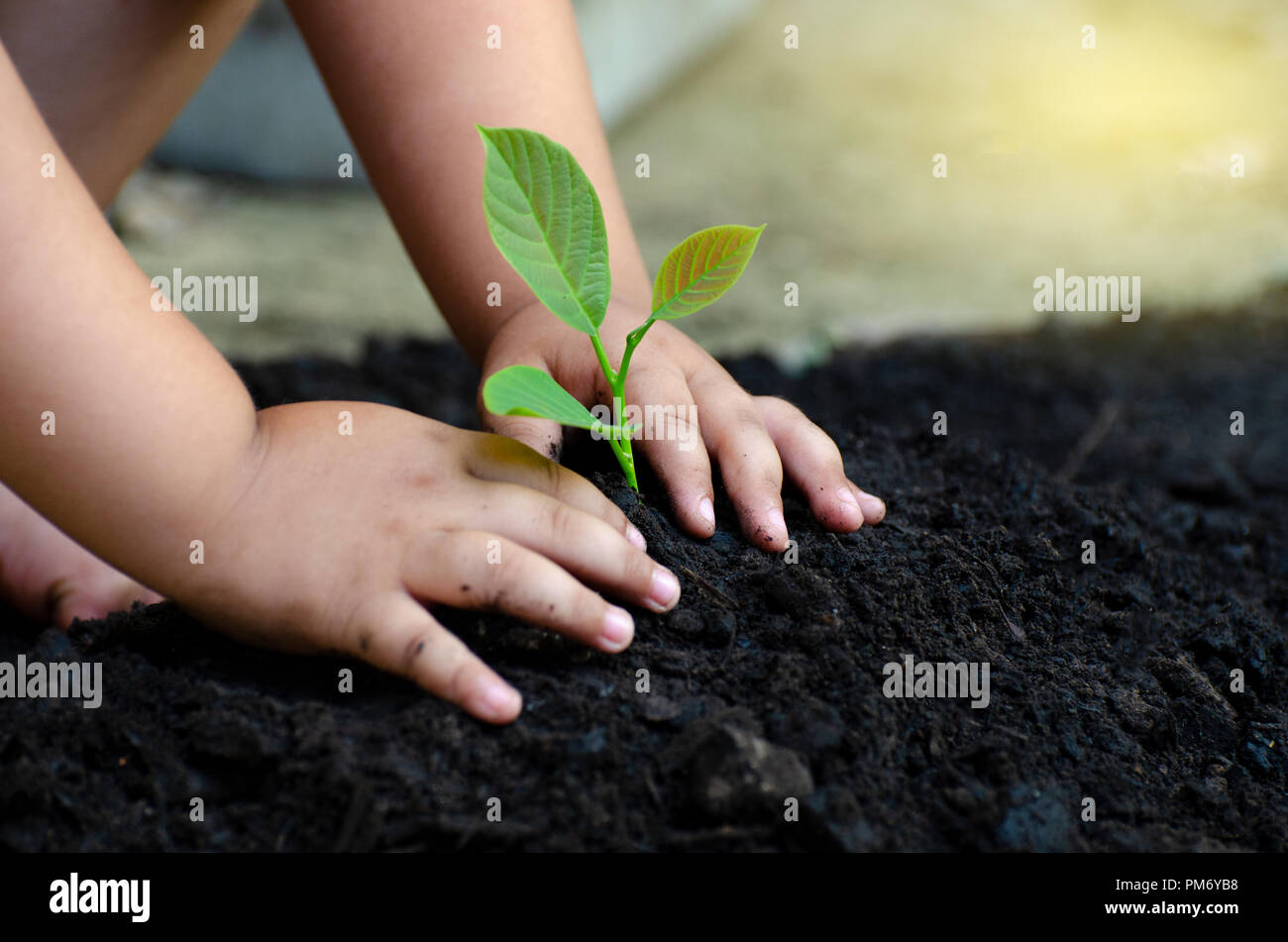 Baum sapling Baby Hand auf den dunklen Boden, das Konzept implantiert, das Bewusstsein der Kinder in die Umwelt. Stockfoto