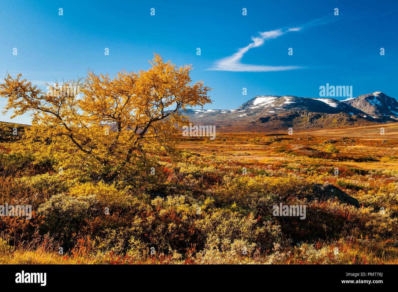 Herbst Farben in den norwegischen Bergen Stockfoto