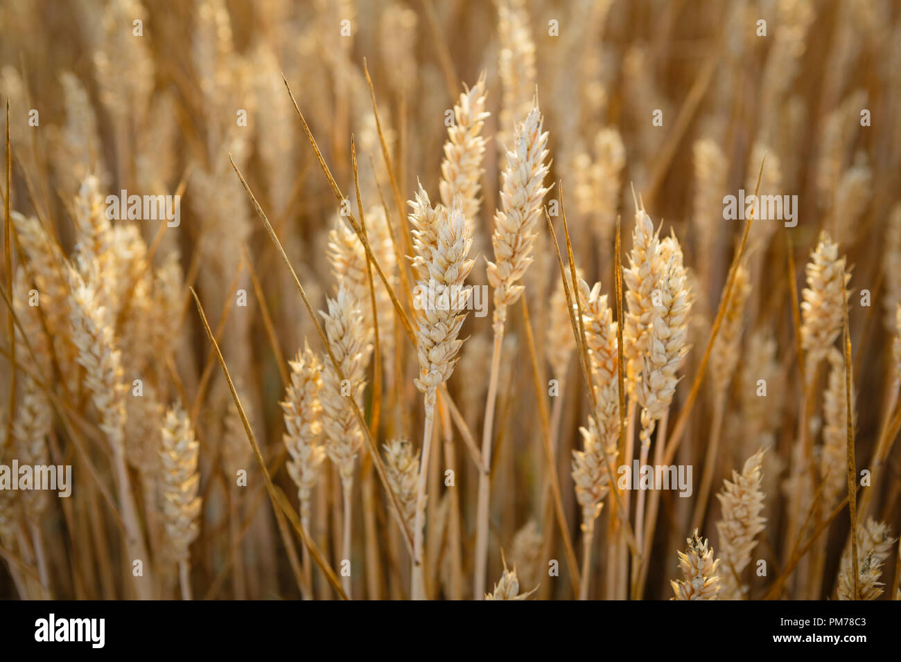 Gelbe Weizen Lieschkolbenschrot Stockfotografie - Alamy