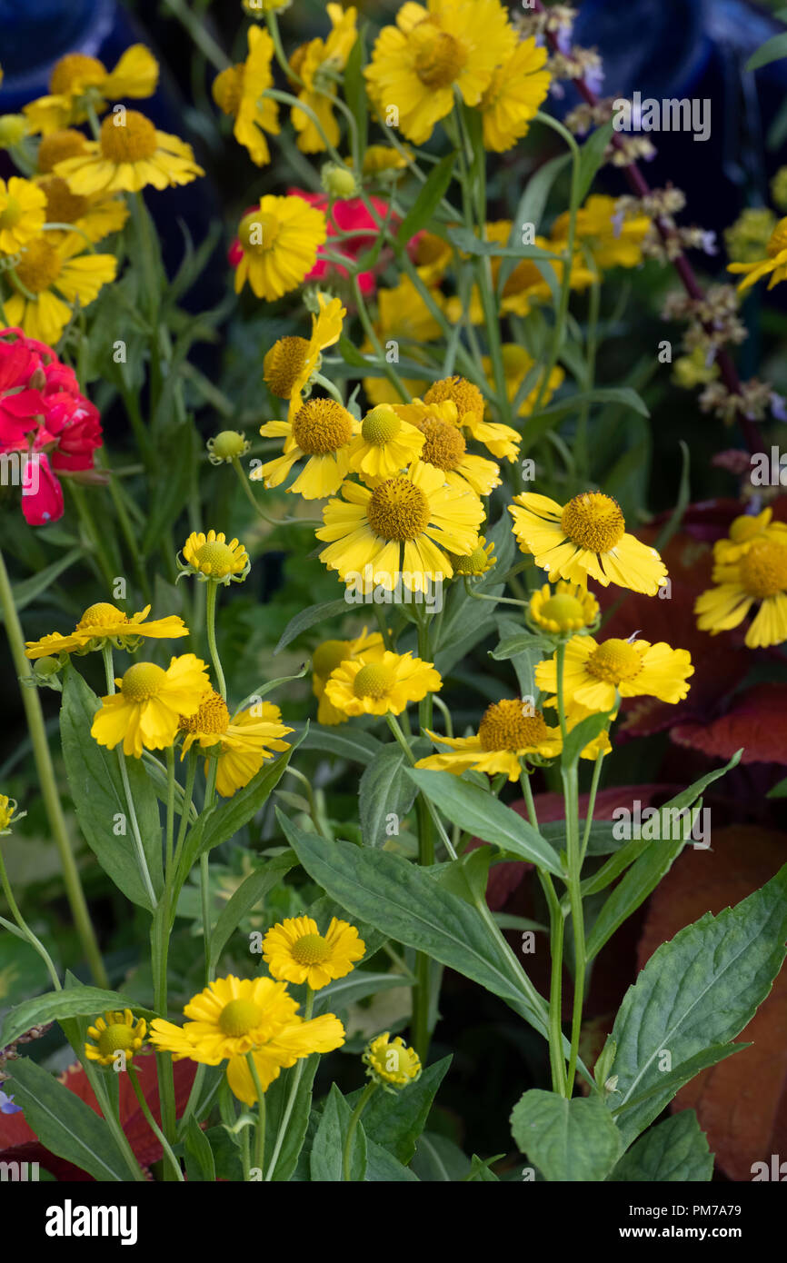 Helenium 'Kanaria'. Sneezeweed Blumen Stockfoto