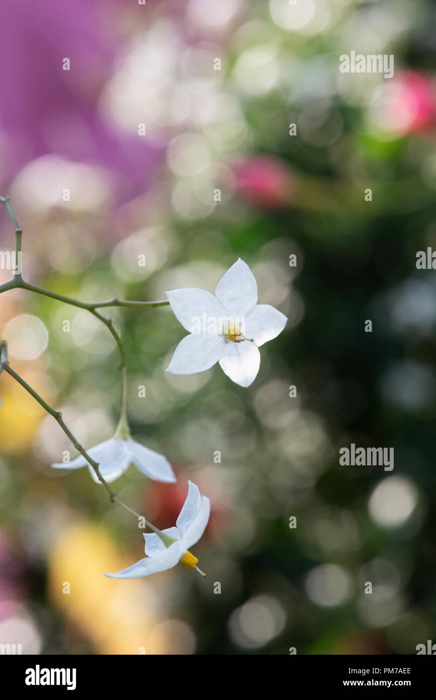 Solanum laxum "Album". Kartoffel, Rebe Blumen Stockfoto
