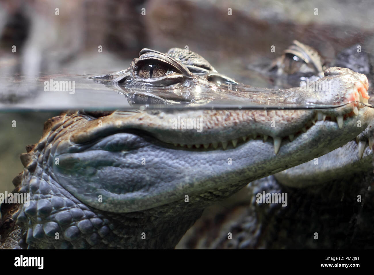 Krokodil mit Kopf über Wasser Jagd nach Nahrung Stockfoto