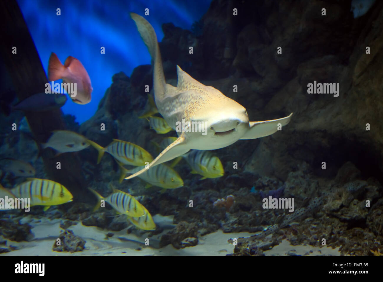 Hai schwimmen entlang Unterwasser Stockfoto