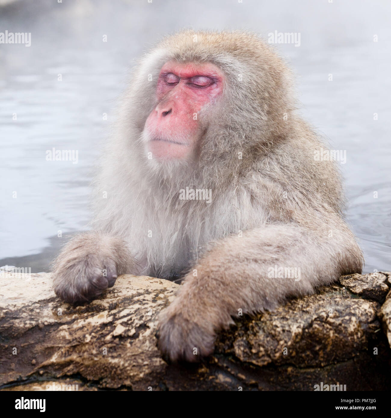 Get Suesse affen Free HD