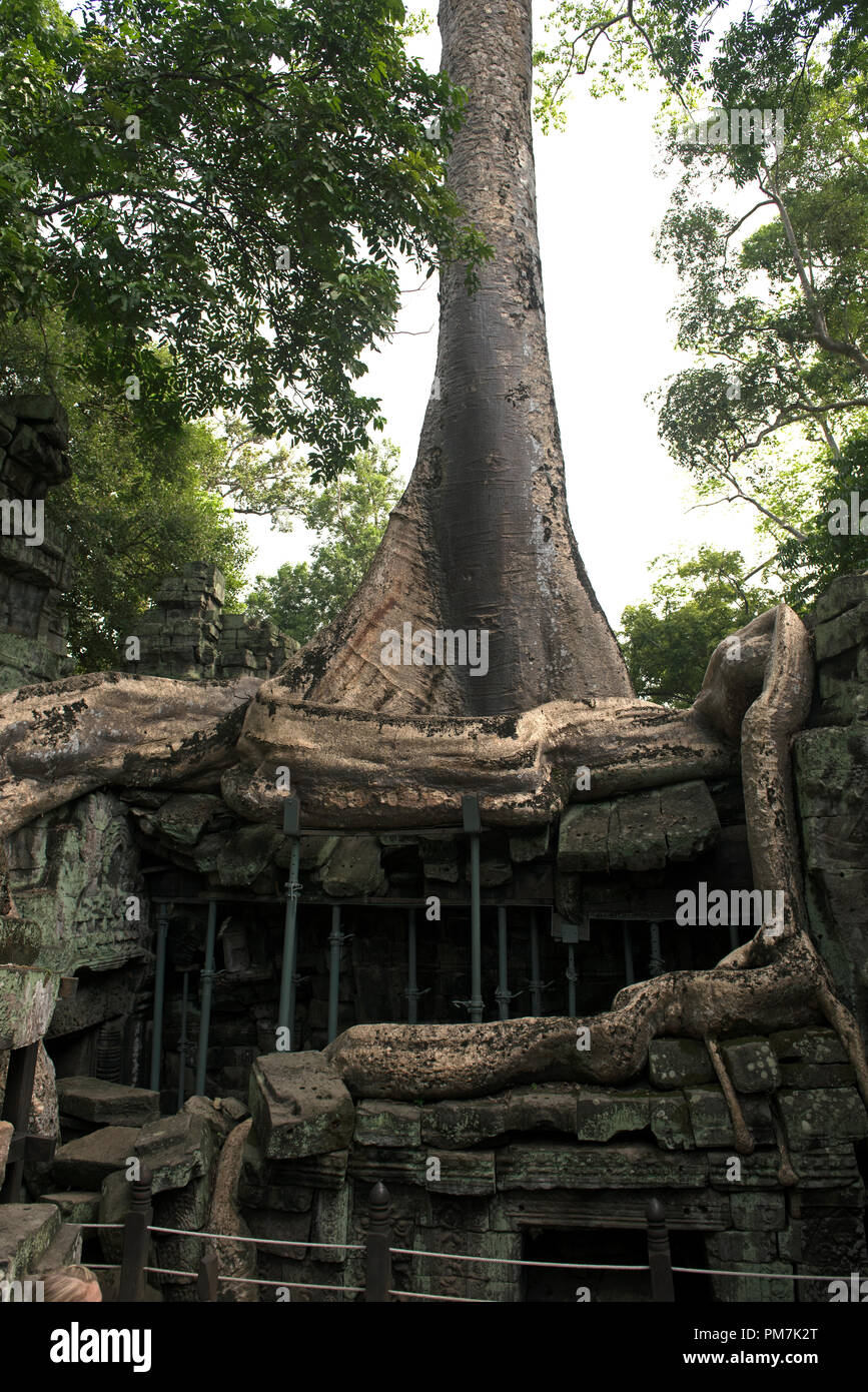 Kambodscha, Siem Raep; Angkor; Tempel von Ta Prohm; große Wurzel Stockfoto