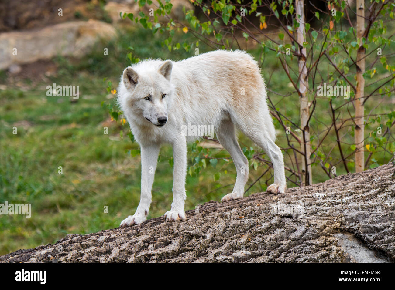 Einsamen kanadischen arktischen Wolf/White Wolf/Polar Wolf (Canis lupus arctos) Native nach Kanada Stockfoto