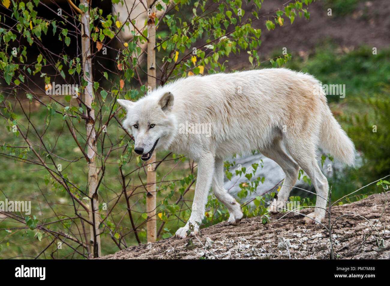 Einsamen Kanadischen Arktischen Wolf White Wolf Polar Wolf Canis Lupus Arctos Native Nach Kanada Stockfotografie Alamy