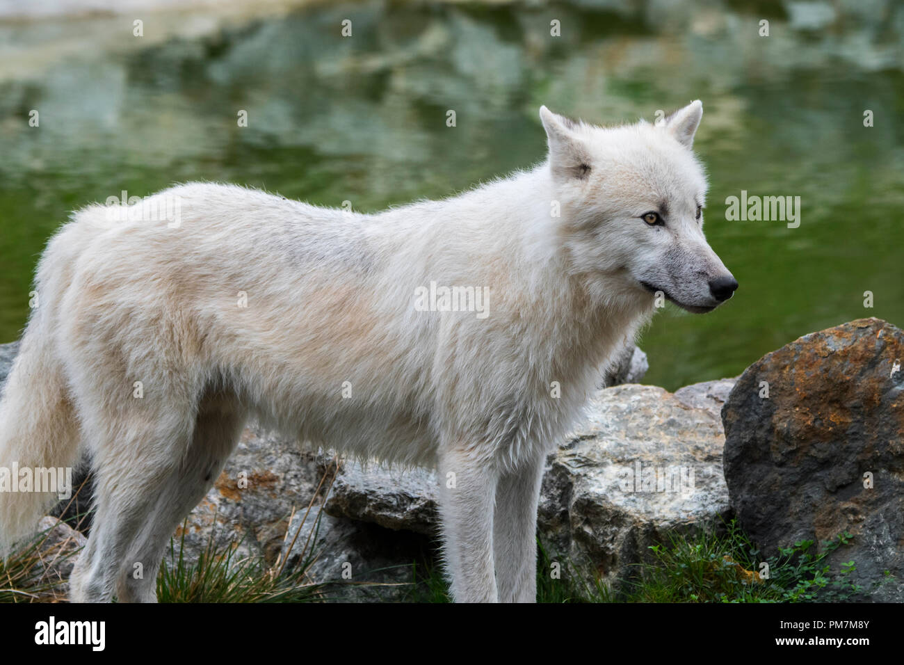 Einsamen Kanadischen Arktischen Wolf White Wolf Polar Wolf Canis Lupus Arctos Native Nach Kanada An Stream Stockfotografie Alamy