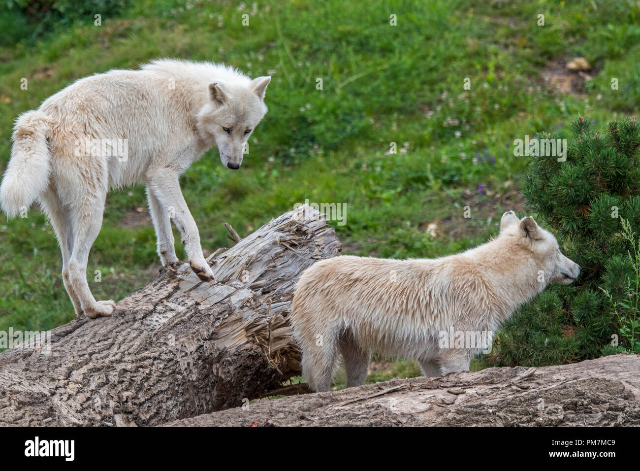 Zwei kanadische Arktis Wölfe / weiße Wölfe/Polar Wolf (Canis lupus arctos) Native nach Kanada Stockfoto