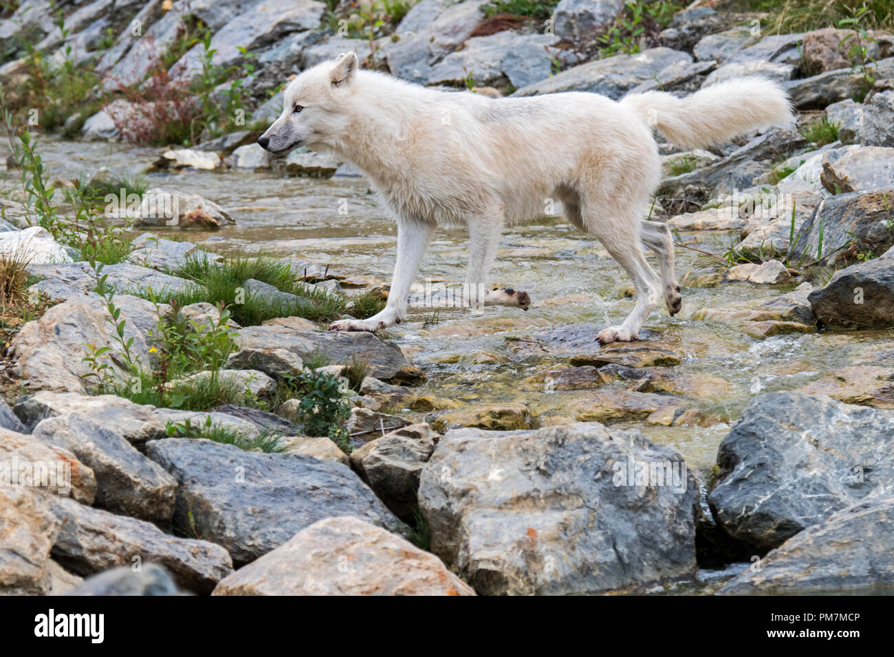 Einsamen kanadischen arktischen Wolf/White Wolf/Polar Wolf (Canis lupus arctos) Native nach Kanada Kreuzung Wasser von Stream Stockfoto