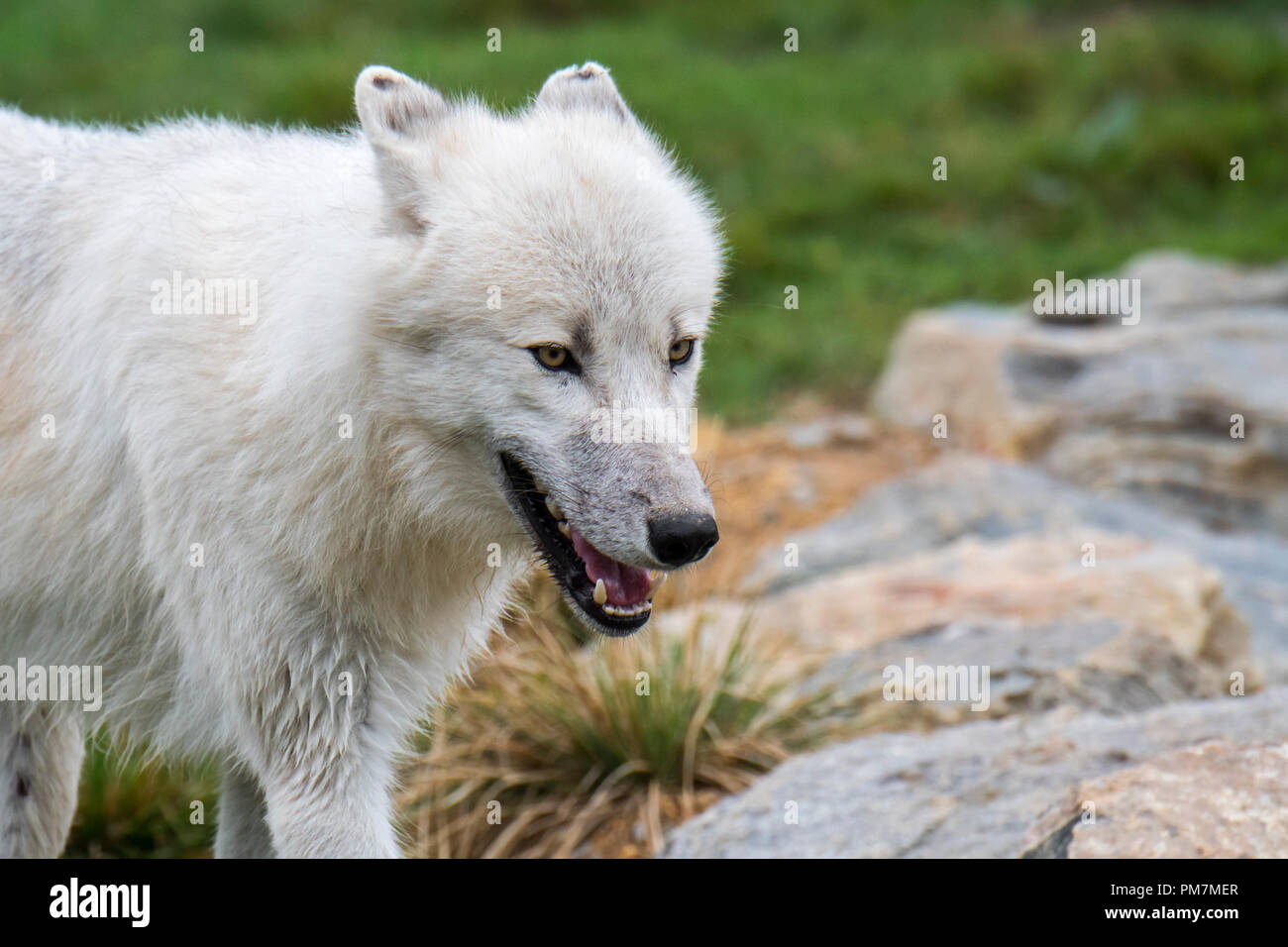 Close up Portrait von kanadischen arktischen Wolf/White Wolf/Polar Wolf (Canis lupus arctos) Native nach Kanada mit abgeflachten Ohren Stockfoto